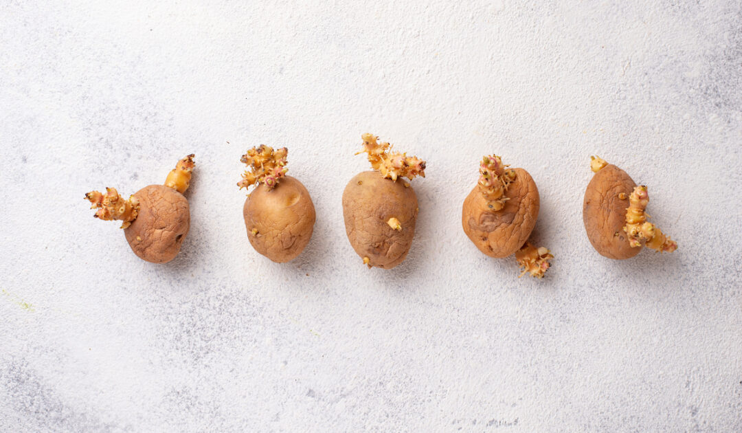 How Long Do Potatoes Last? Farmhouse Guide