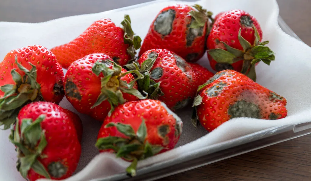 Strawberries with mold on the table, rotten strawberries 