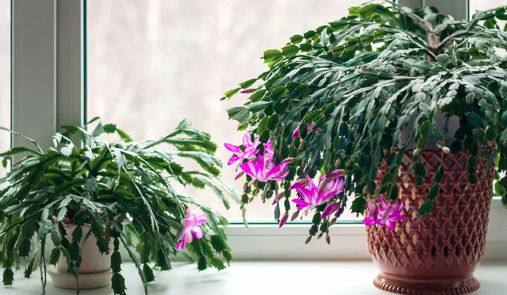 Thanksgiving cactus Schlumbergera truncata crab cactus plants on windowsill blossoming in winter