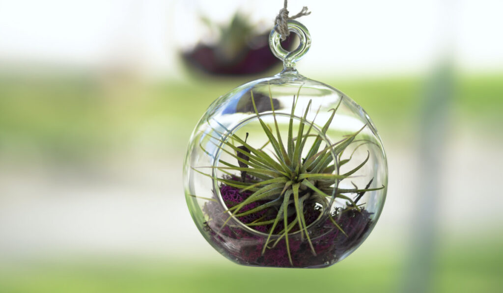 Tillandsia (Air Plant) inside a glass bubble hang in the room
