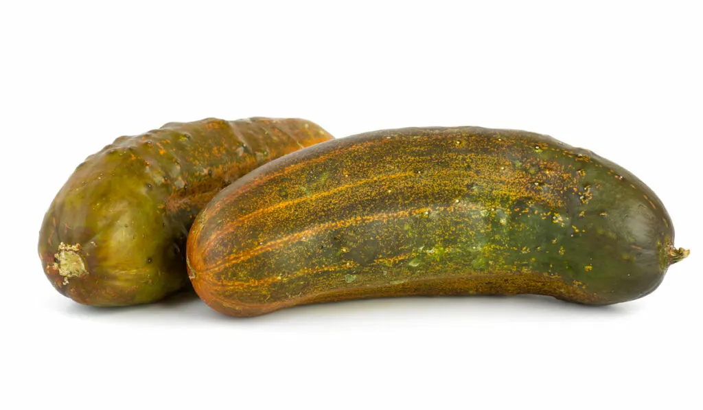 Two overripe cucumbers isolated on the white background

