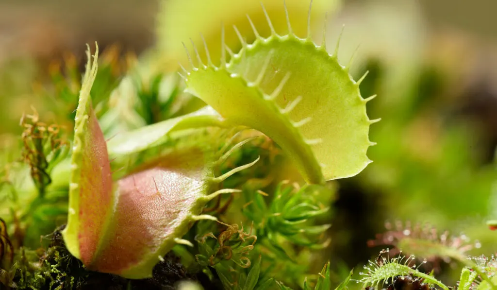 Venus fly trap carnivorous plant, Dionea muscipula

