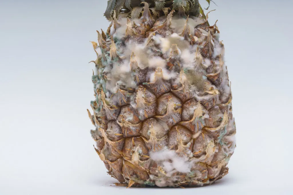 White and blue fungus with mold on the surface of pineapple on white background