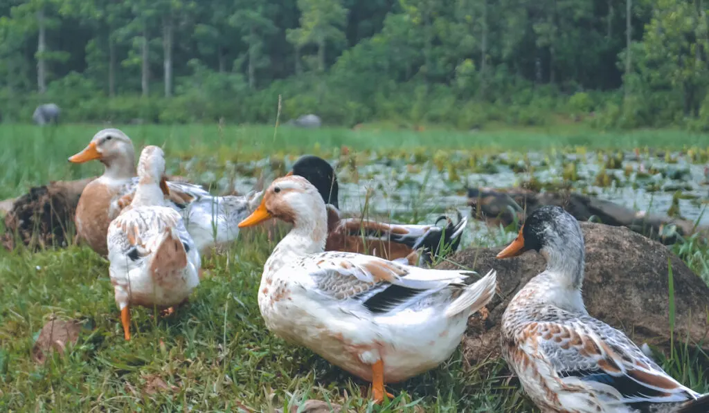 Wild white ducks running near pond