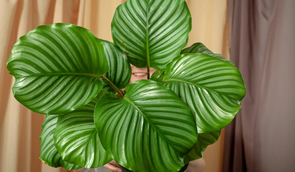 Woman smiles through the potted leaves of Calathea orbifolia plant on curtain background