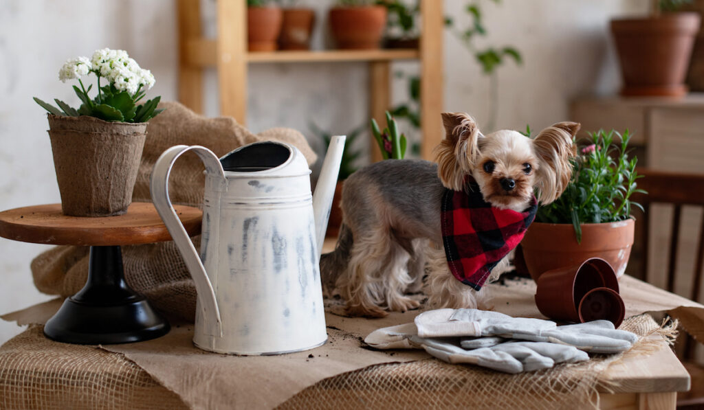 Yorkshie Terrier in scarf stands on the table with gardening tools and potted plants