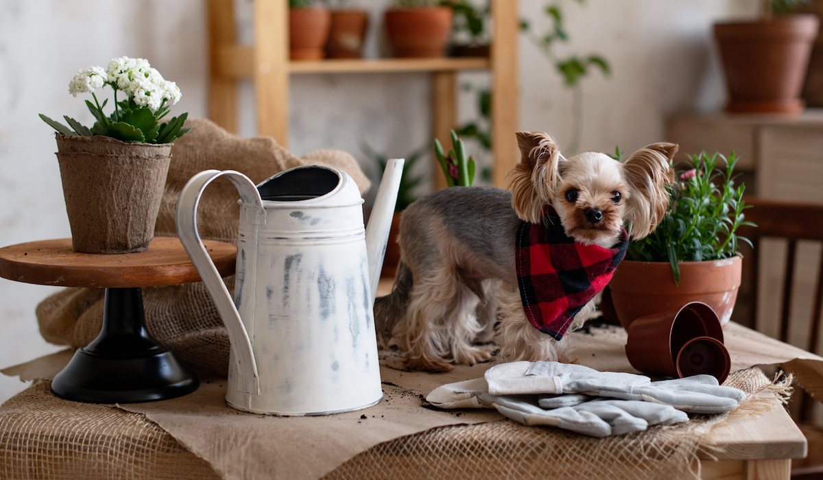 Photo inspiration: Visual Reference: 12 Dog Safe Plants