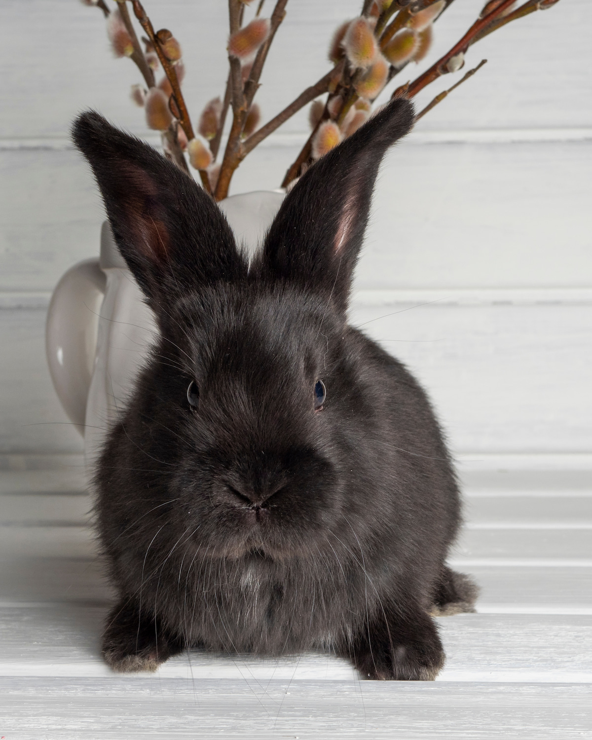 Complete List Of Black Rabbit Breeds Farmhouse Guide