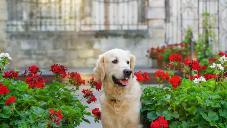 adorable golden retriever puppy dog sitting near wooden baskets with red flowers in the garden
