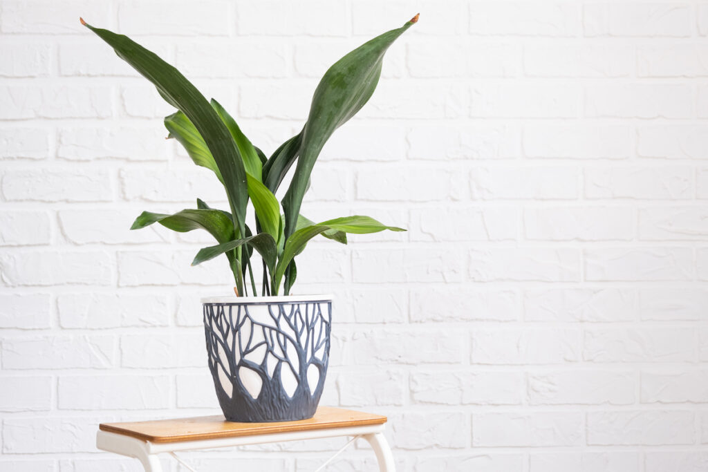 aspidistra elatior also known as cast iron plant in a beautiful pot on a small table on white wall