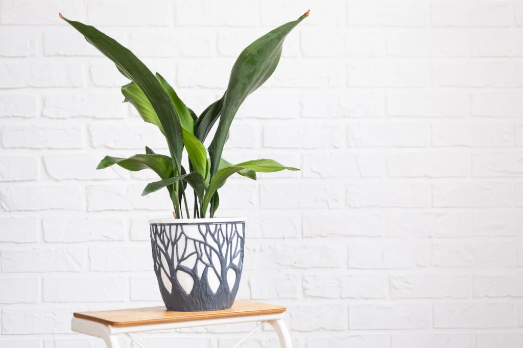 aspidistra elatior also known as cast iron plant in a beautiful pot on a small table on white wall