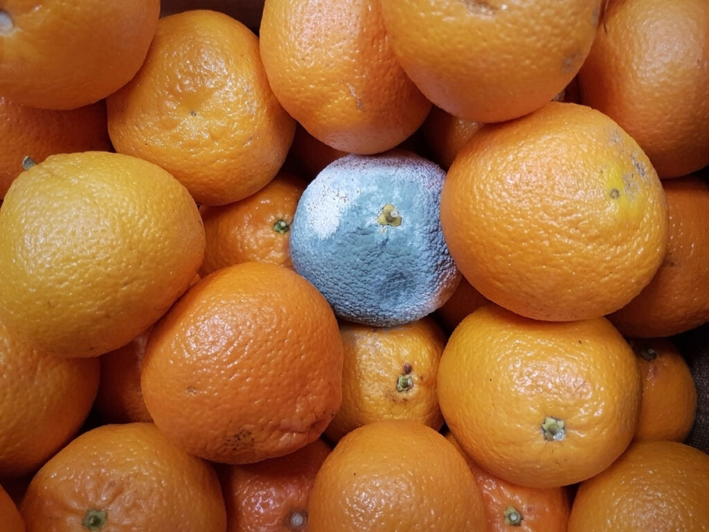 bad orange with fresh oranges in stock 