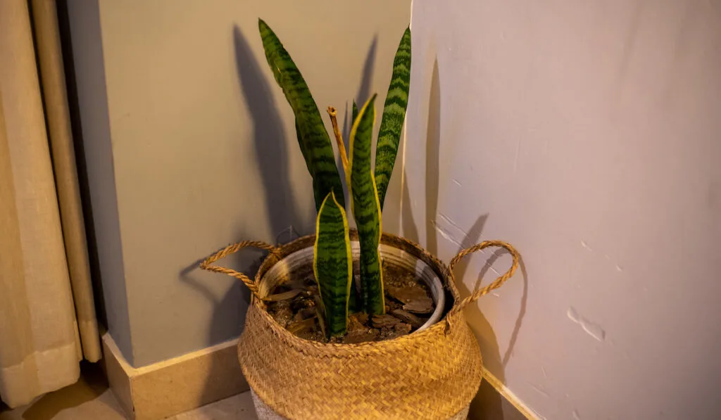 beautiful Sansevieria also known as snake plant on pot at the corner of the house
