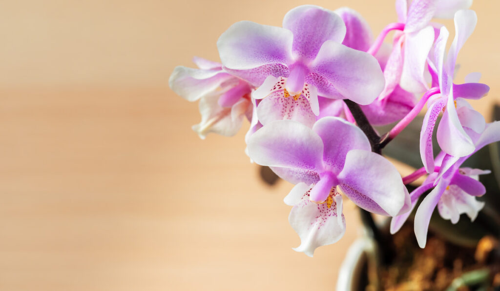 beautiful phalaenopsis orchid flowers in a pot on bright background