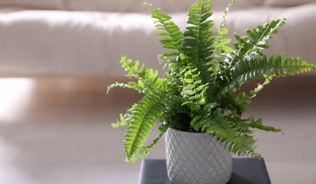 beautiful potted Boston Fern in living room