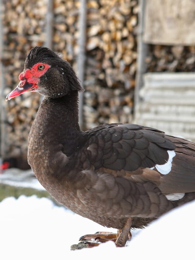 7 Ways to Tell if Your Duck Is Cold (and What to Do About It