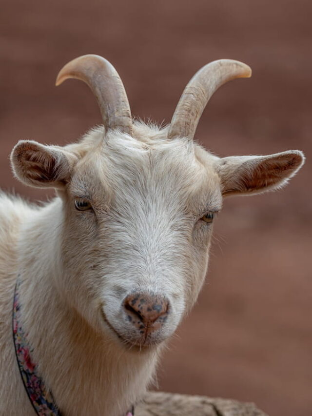 Do All Goats Have Horns? Farmhouse Guide