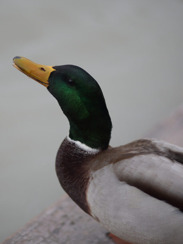 Do Ducks Pee? – A look at the Duck Excretory System