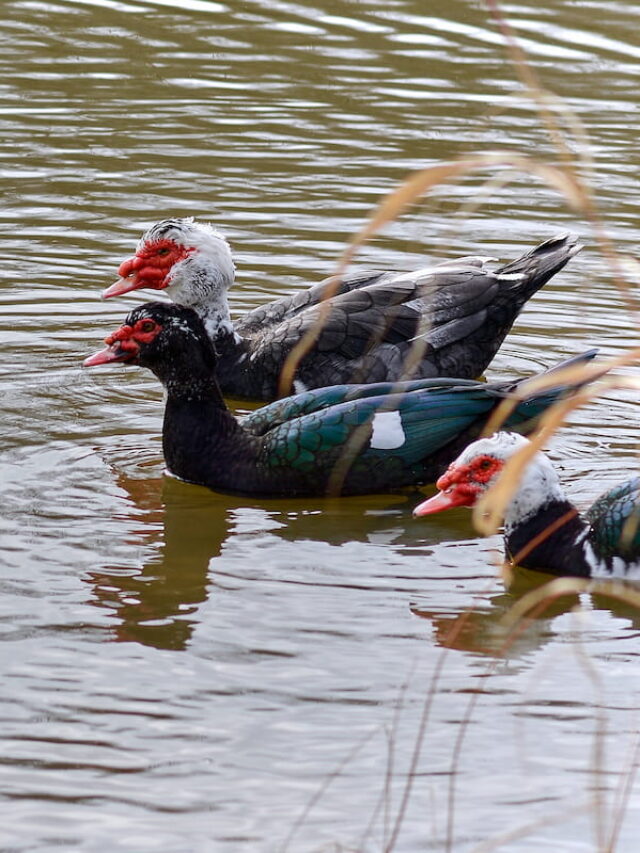 Are Ducks Carnivores, Omnivores, or Herbivores? Farmhouse Guide