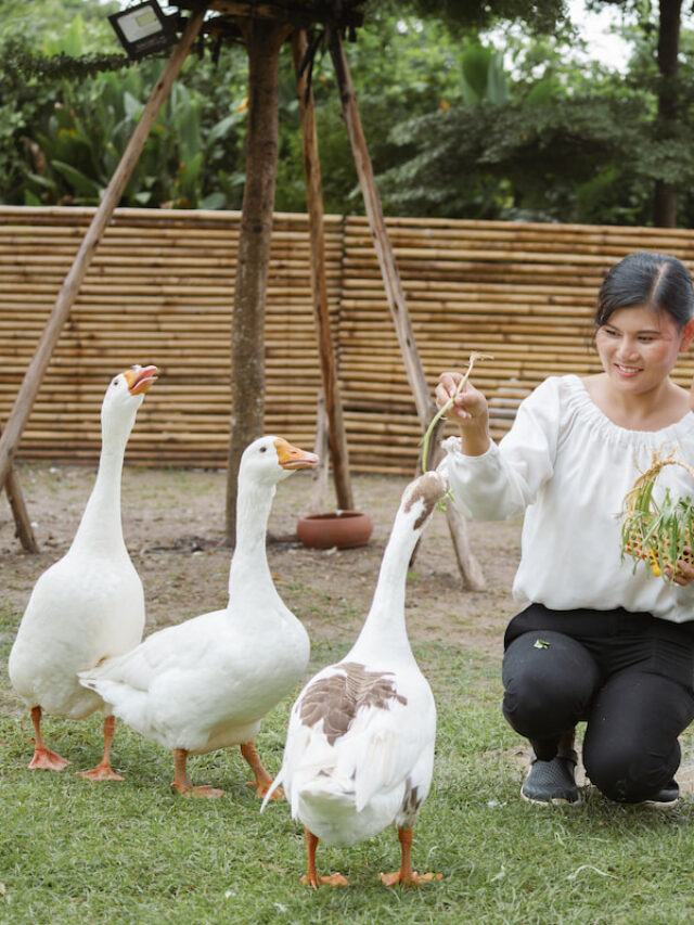 Are suet pellets OK for ducks?