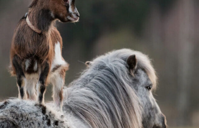 a small goat standing on the back of a horse outdoors