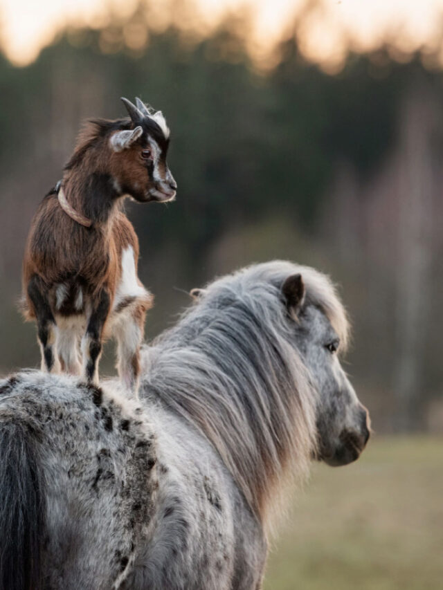 Can goats and horses live together?