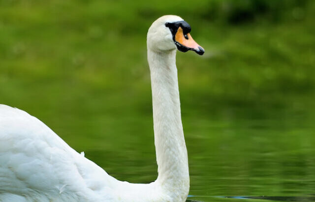 a white swan swimming in a lake - EE230502