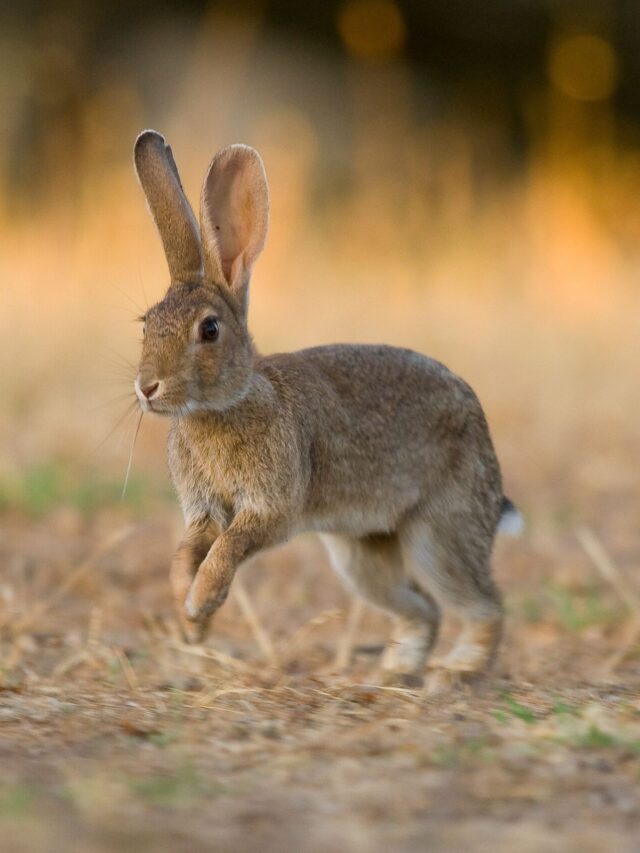 Do Wild Rabbits Bite? (and 4 ways to catch one) Farmhouse Guide