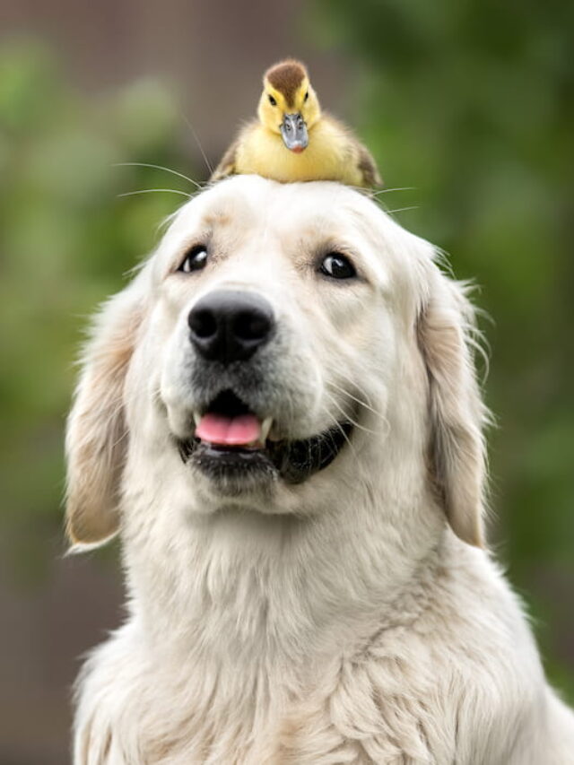 Do Ducks and Dogs Get Along? Farmhouse Guide