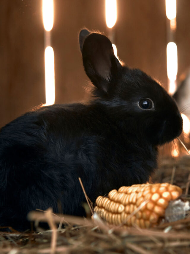 Can Rabbits Eat Corn on the Cob? Farmhouse Guide
