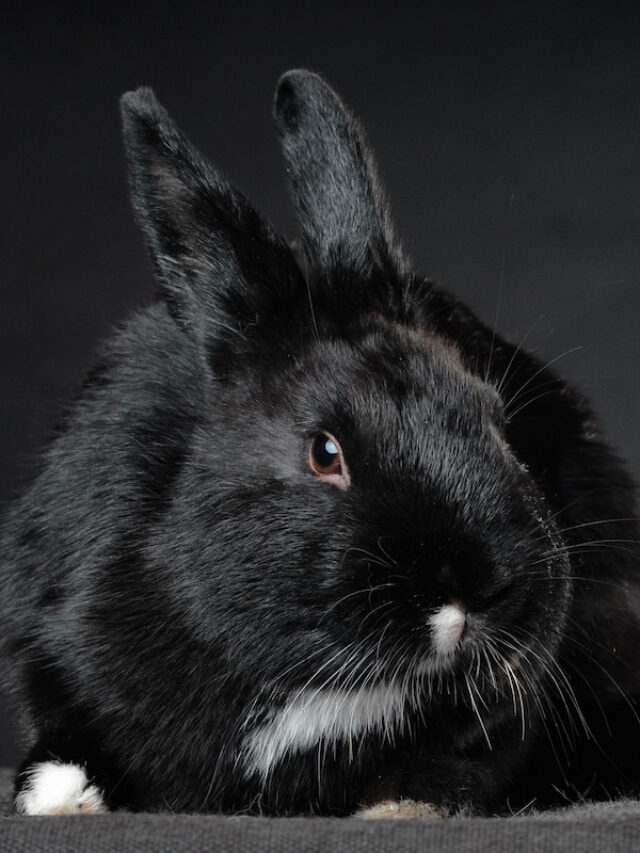 Complete List of Black Rabbit Breeds Farmhouse Guide