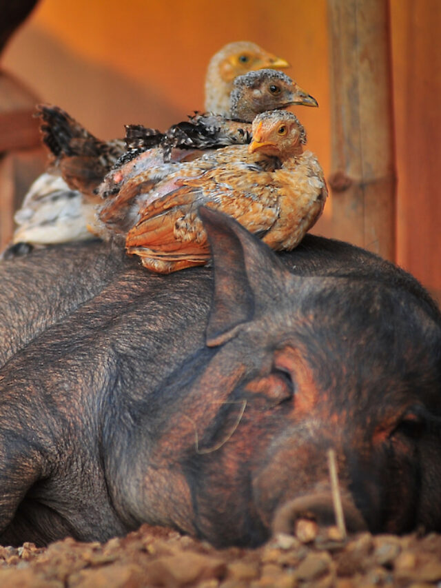 Can You Raise Pigs and Chickens Together? Farmhouse Guide
