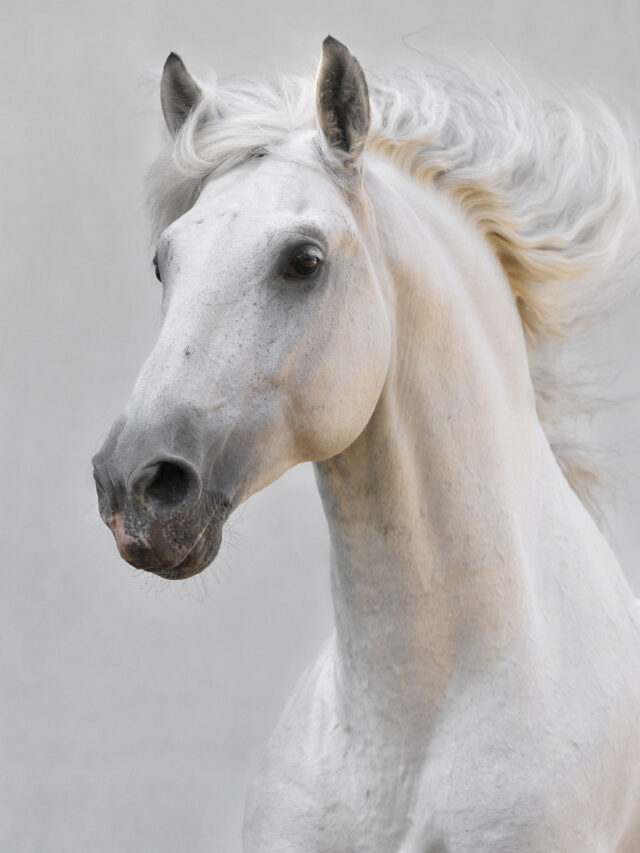 19 White Horse Breeds - Farmhouse Guide