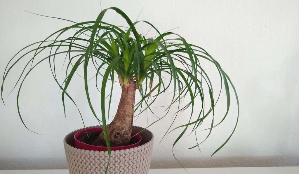 elephant foot plant Ponytail palm in a pot 