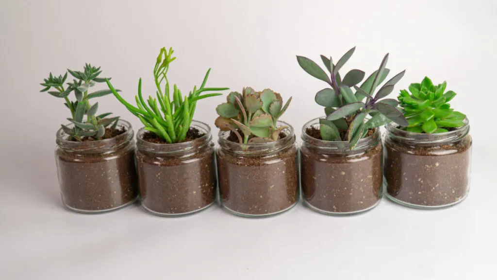 empty small candle jars with succulent plants