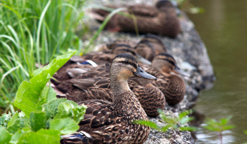 flock of ducks resting on the shore