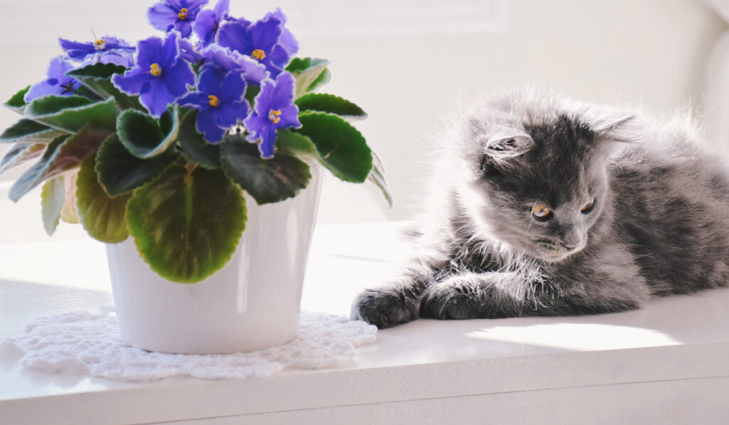 gray Chantilly Tiffany kitten sitting on a white table beside an African violet plant