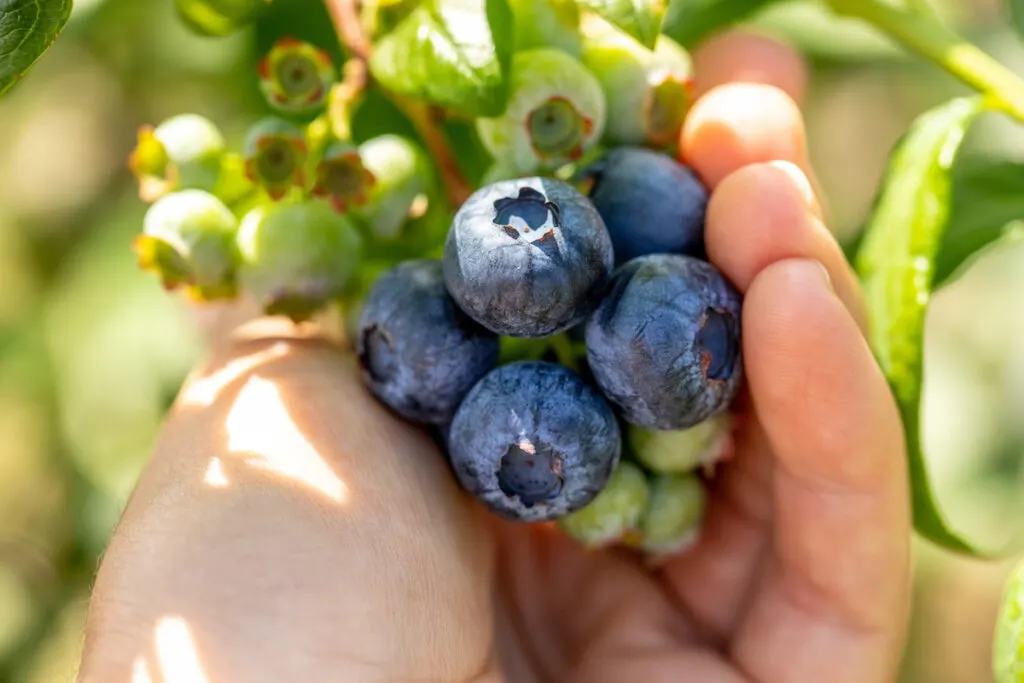 hand holding ripe blueberries from its plant