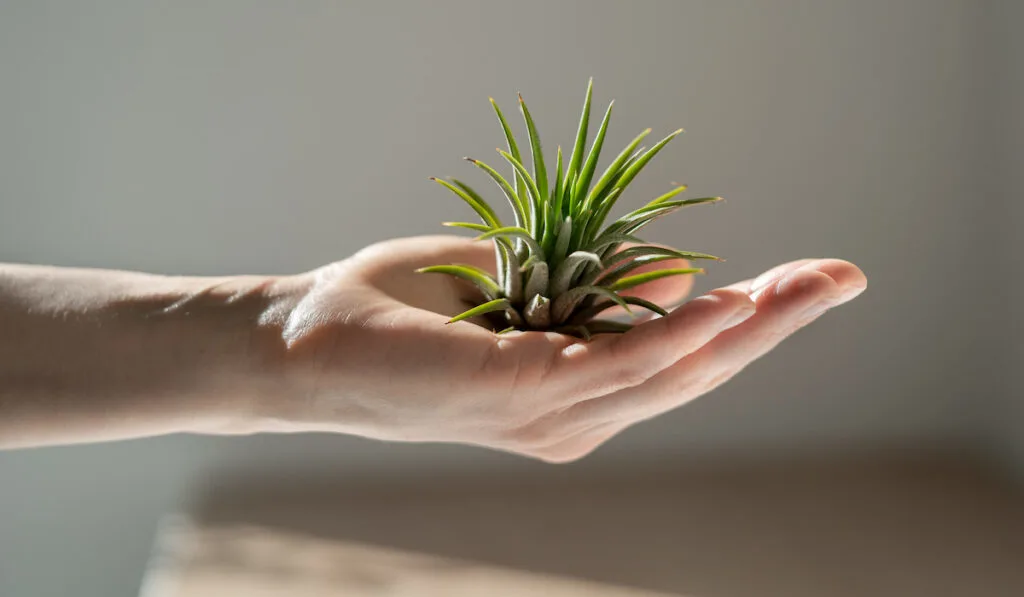 holding in her hand air plant Tillandsia at home