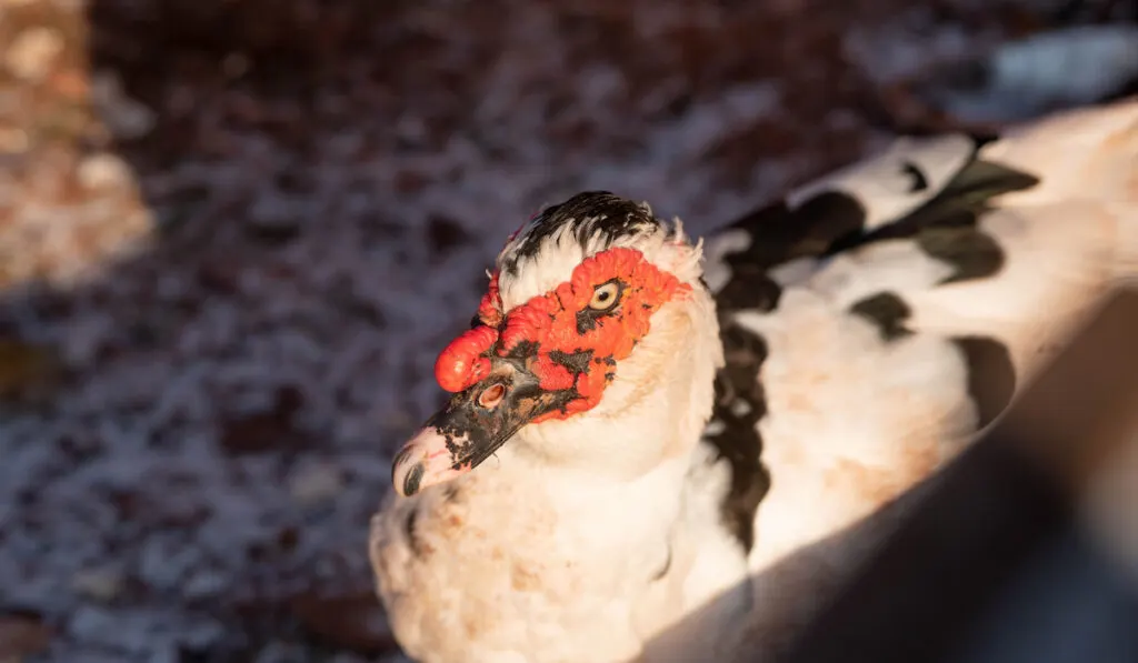 muscovy duck during winter outdoor
