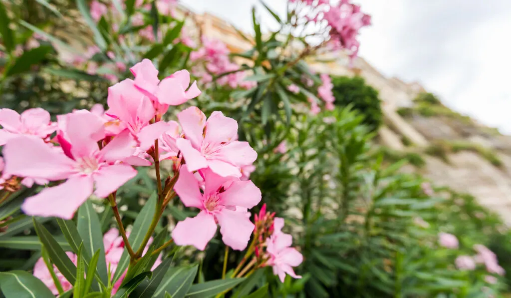 pink oleander or Nerium flower blossoming on tree, toxic plant in the garden