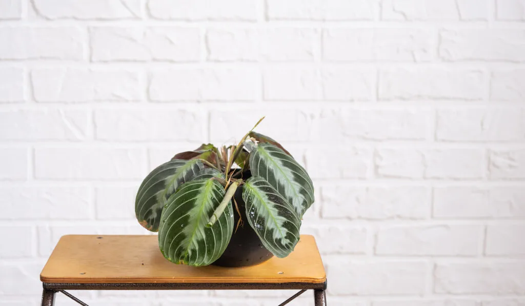 rare variety houseplant Maranta leuconeura in black pot on the table