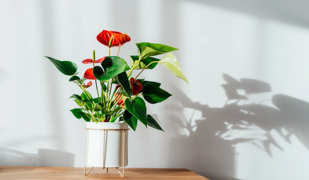 red Anthurium in modern white flower pot on a wooden console under sunlight