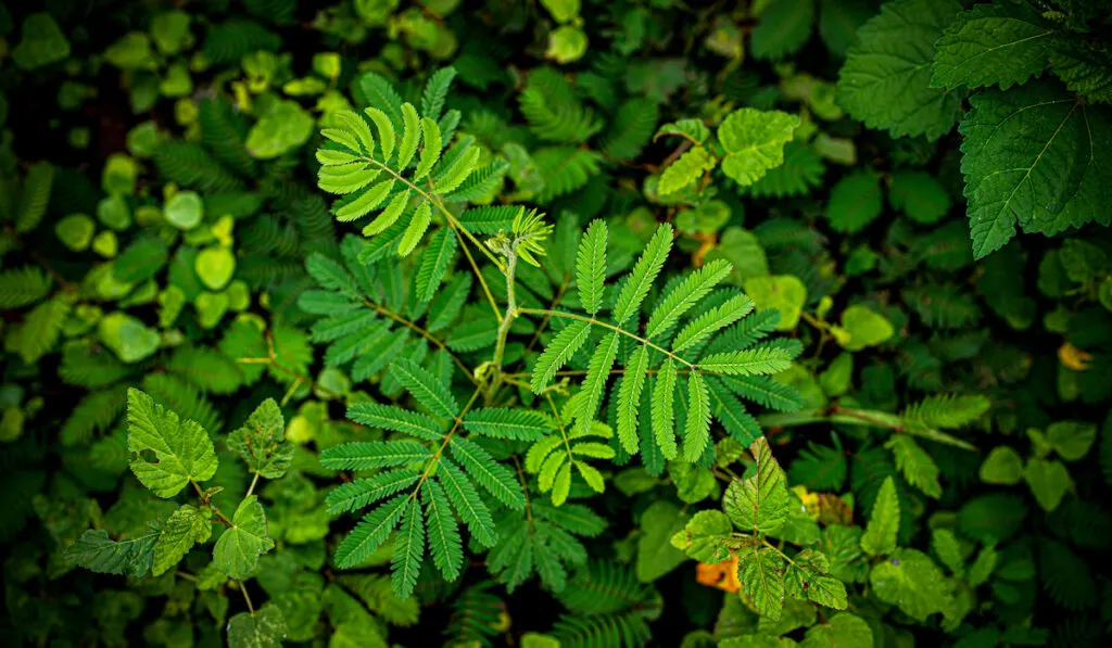 shameplant or the Mimosa pudica in the garden