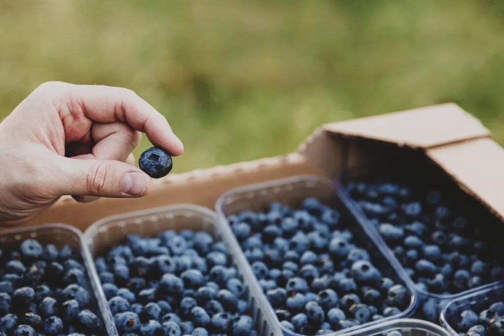 sorting blueberries in a container in a box