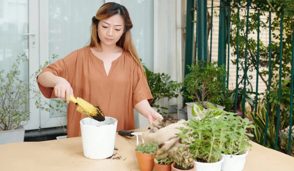 young woman putting dirt in flower pot when repotting plants