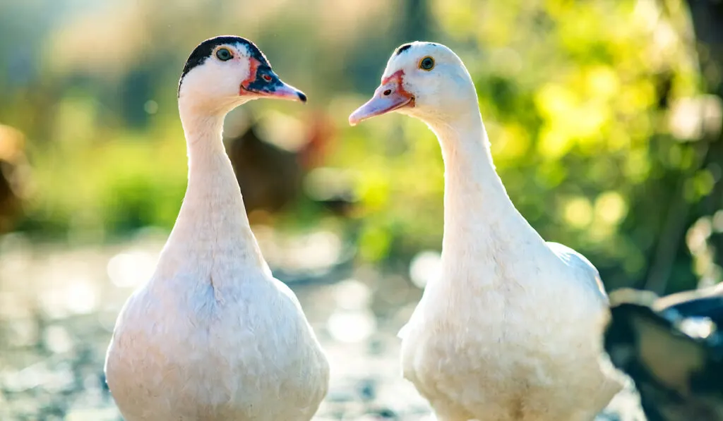 Ducks feed on traditional rural barnyard