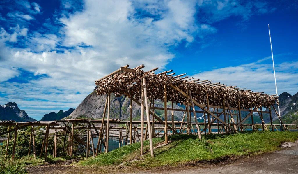 Fish heads drying on racks
