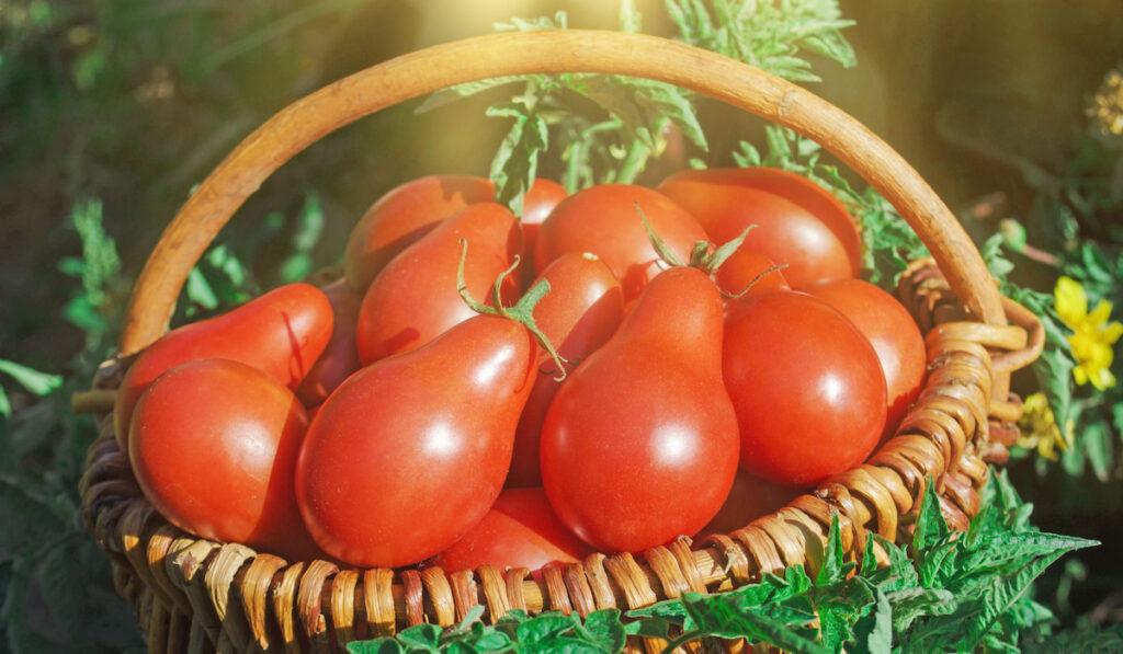 Red pear tomatoes in wicker basket

