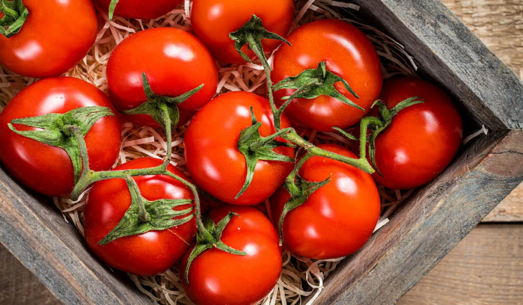 Ripe Red tomatoes in wooden market box